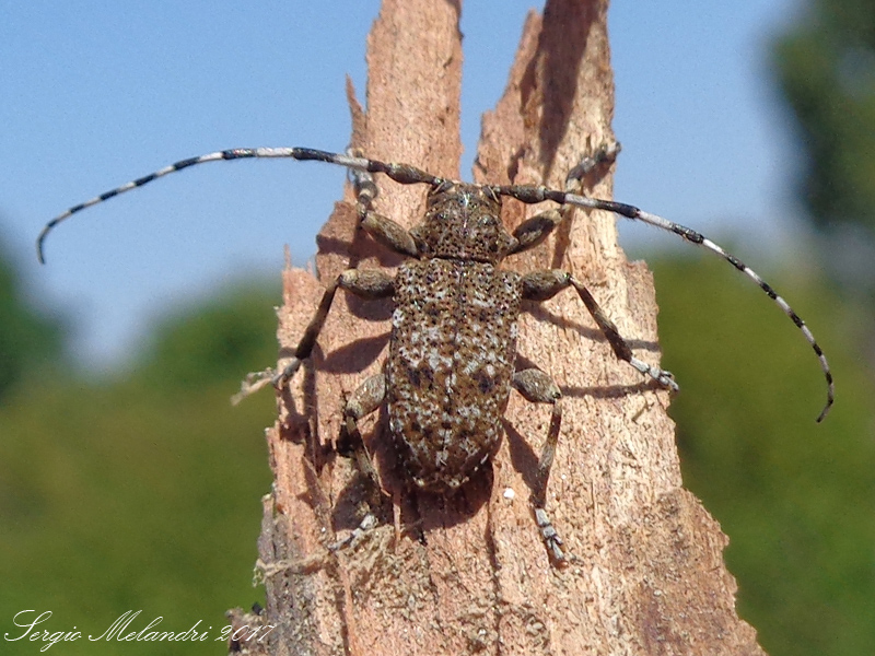 Cerambycidae: Aegomorphus clavipes, maschio, dalla Romagna